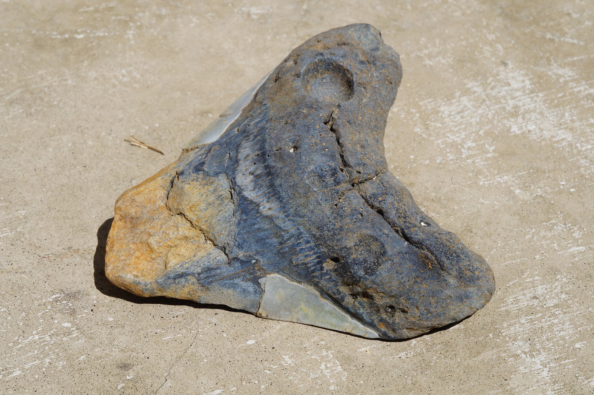 Megalodon tooth Englewood FL